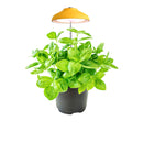 Ninfa Lampada per piante Egle con bastone telescopico BigBen